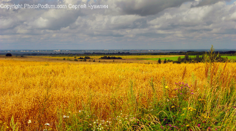 Outdoors, Grassland, Field, Nature, Countryside