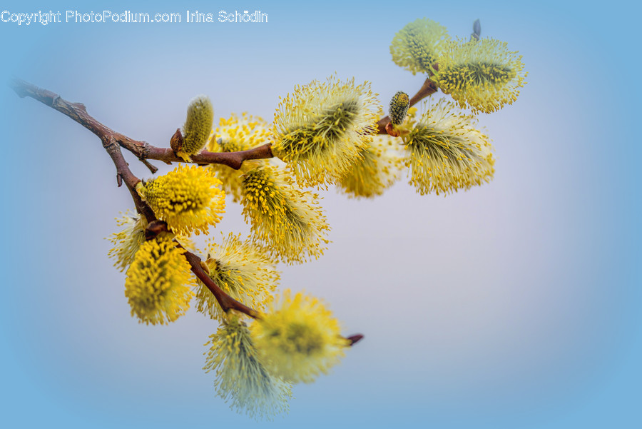 Plant, Pollen, Blossom, Flower, Mimosa