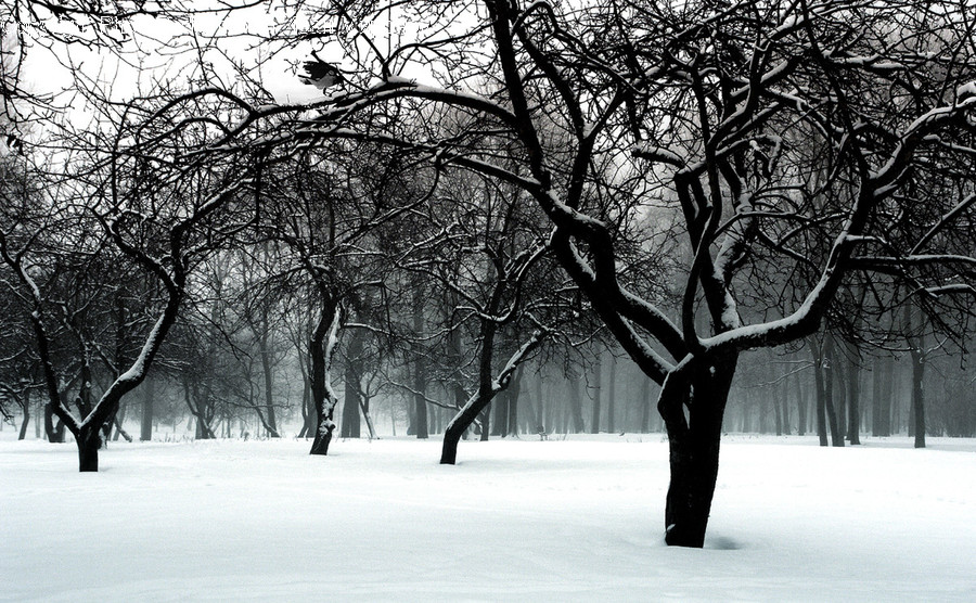 Plant, Tree, Tree Trunk, Nature, Outdoors