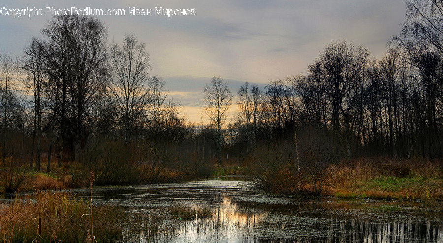 Land, Nature, Outdoors, Water, Bog