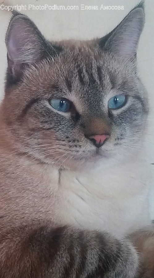 Pet, Animal, Siamese, Mammal, Cat