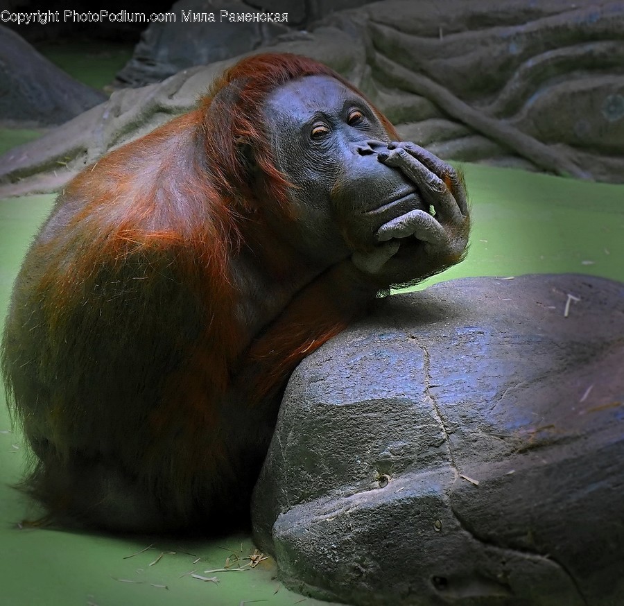 Wildlife, Animal, Mammal, Ape, Orangutan