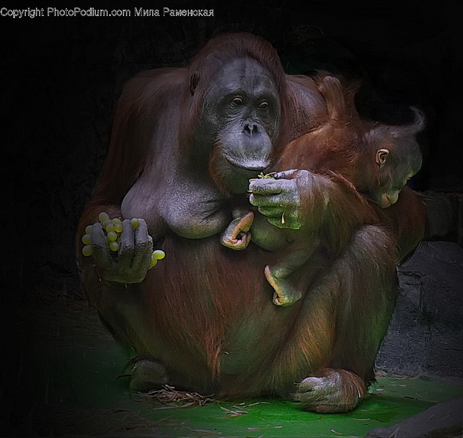 Mammal, Wildlife, Animal, Ape, Painting