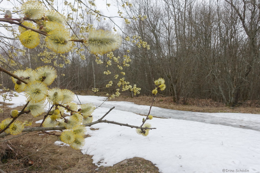 Plant, Tree, Vegetation, Outdoors, Nature