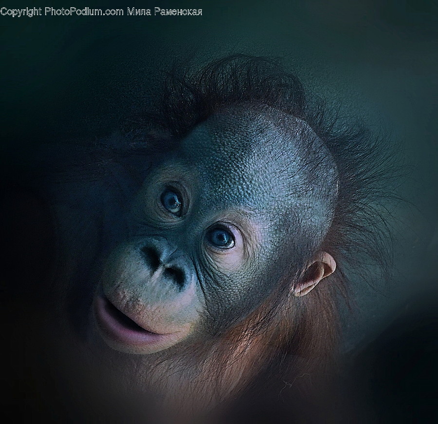 Animal, Wildlife, Mammal, Monkey, Art