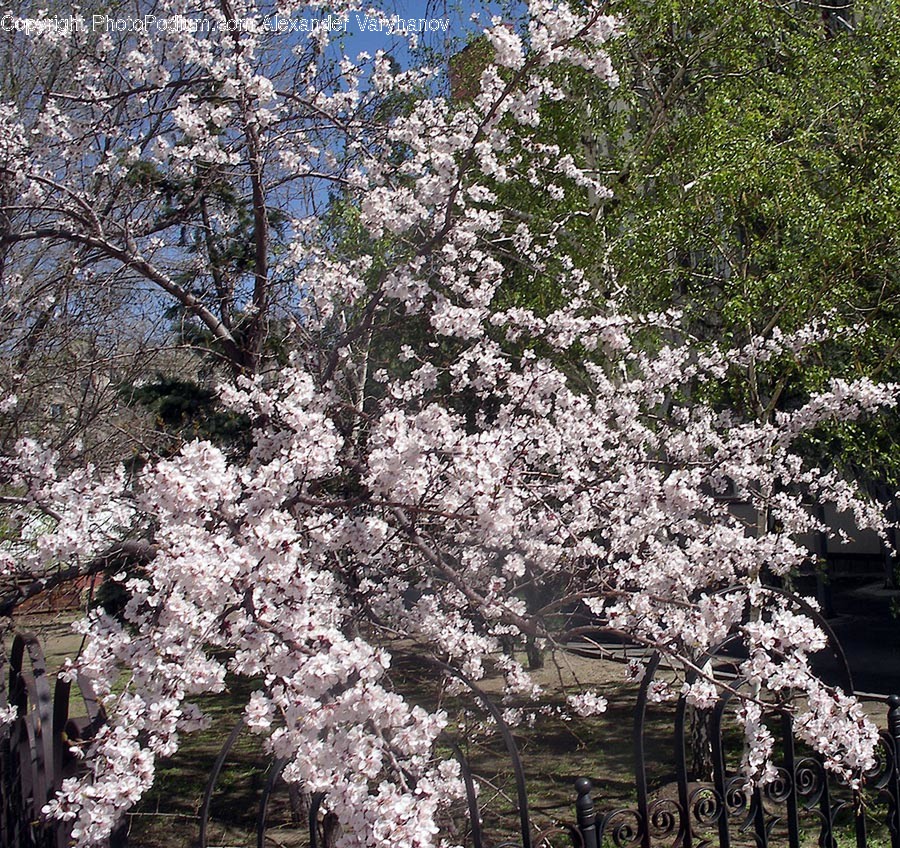 Plant, Blossom, Flower, Cherry Blossom, Tree