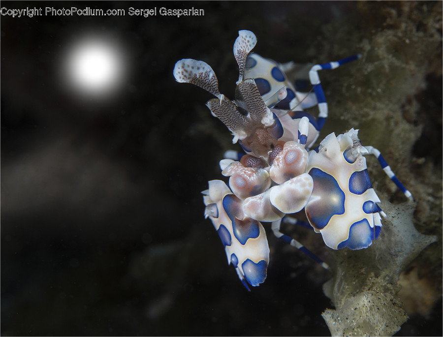 Fungus, Animal, Mushroom, Plant, Invertebrate