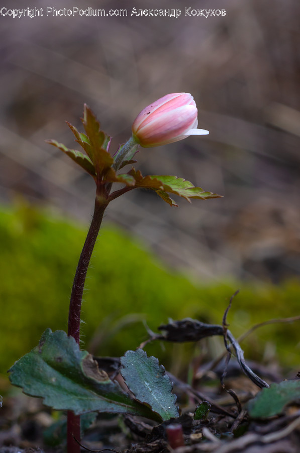Plant, Blossom, Flower, Geranium, Bud