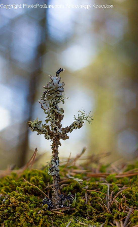 Moss, Plant, Honey Bee, Animal, Invertebrate