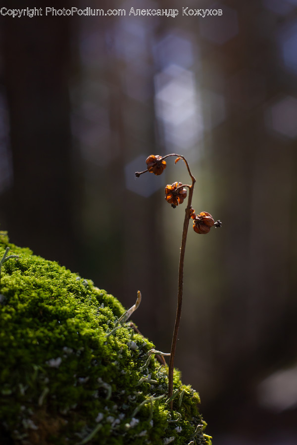 Plant, Moss, Blossom, Flower, Leaf