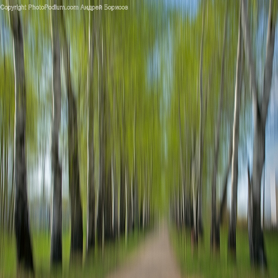 Plant, Tree, Bamboo, Birch, Vegetation