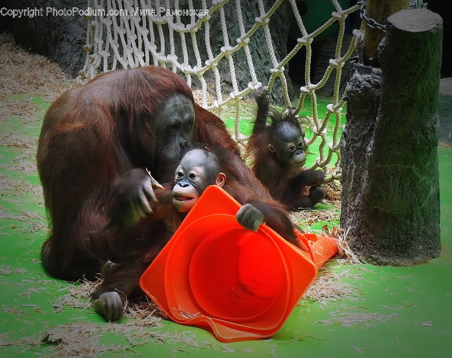 Mammal, Wildlife, Ape, Animal, Orangutan