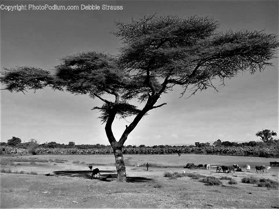Plant, Tree, Ground, Human, Person