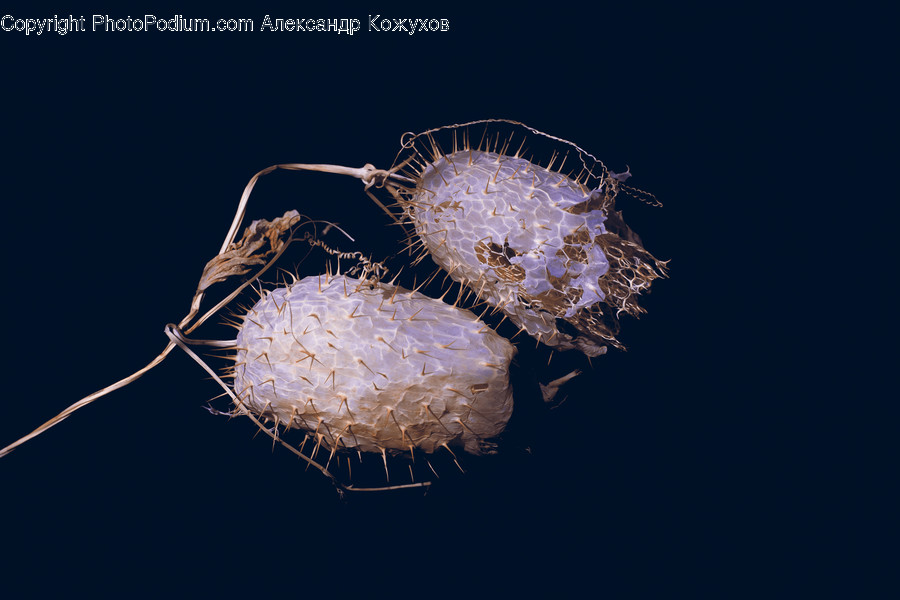 Sea Life, Animal, Sea Anemone, Invertebrate, Fish