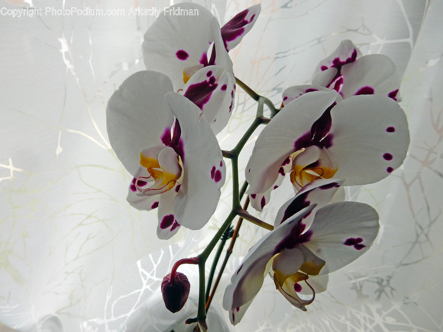 Plant, Flower, Blossom, Geranium, Flower Arrangement