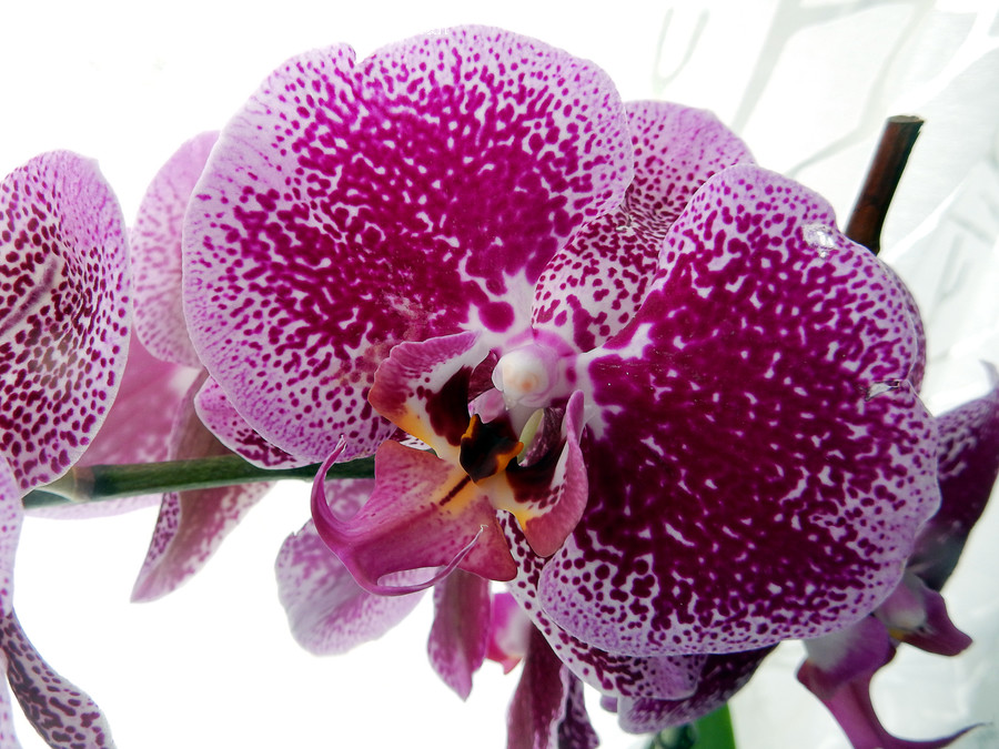 Plant, Flower, Blossom, Orchid, Geranium
