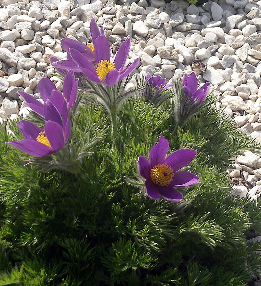Plant, Flower, Blossom, Crocus, Petal