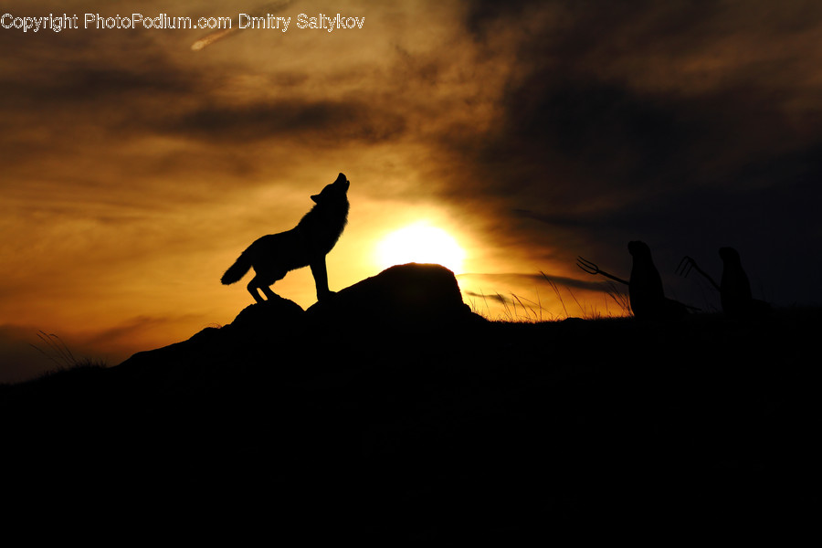 Silhouette, Nature, Bird, Animal, Outdoors