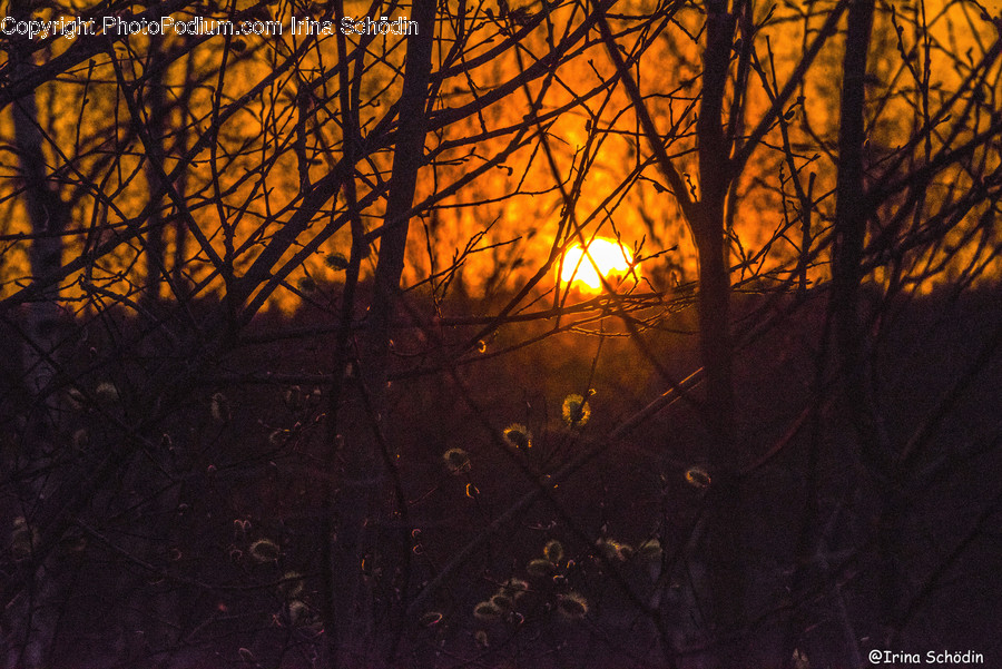 Leaf, Plant, Flare, Light, Outdoors
