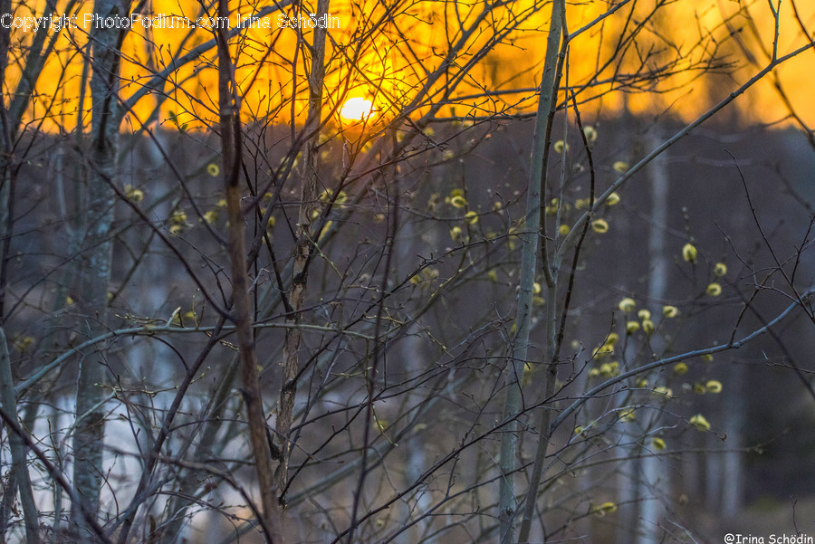 Nature, Outdoors, Plant, Tree, Animal