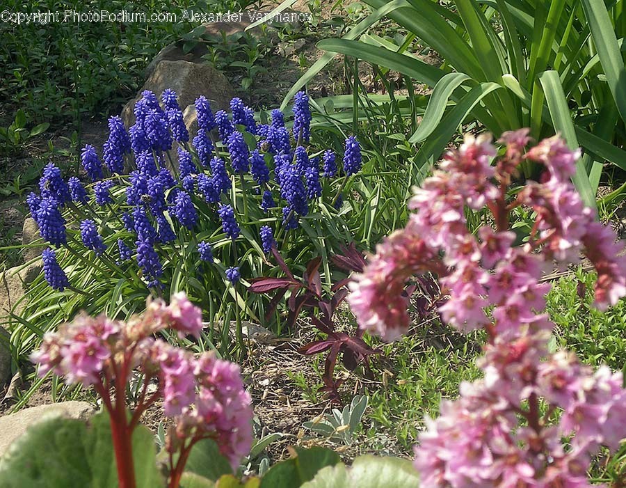 Plant, Blossom, Flower, Lupin, Outdoors