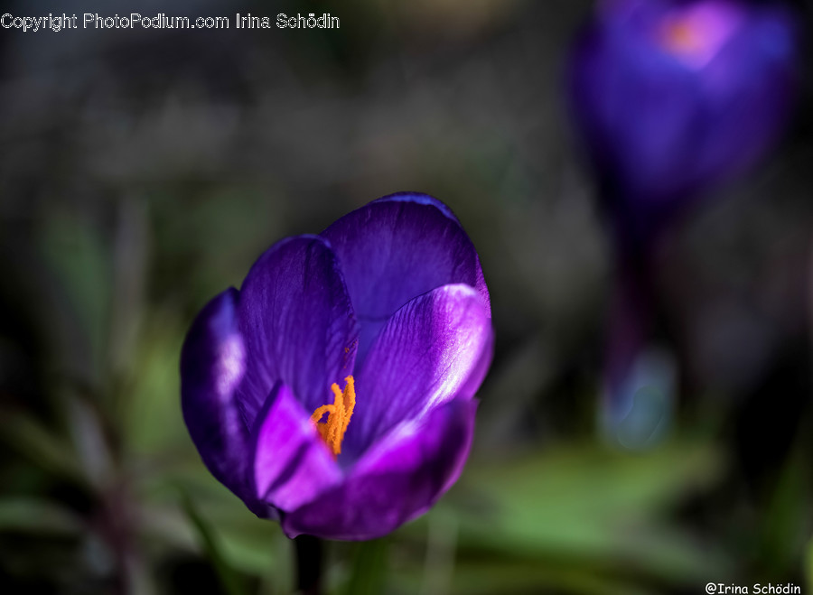 Plant, Flower, Blossom, Crocus, Vase