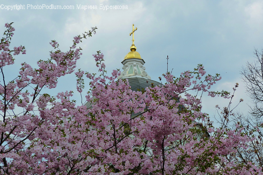 Plant, Flower, Blossom, Cherry Blossom, Building