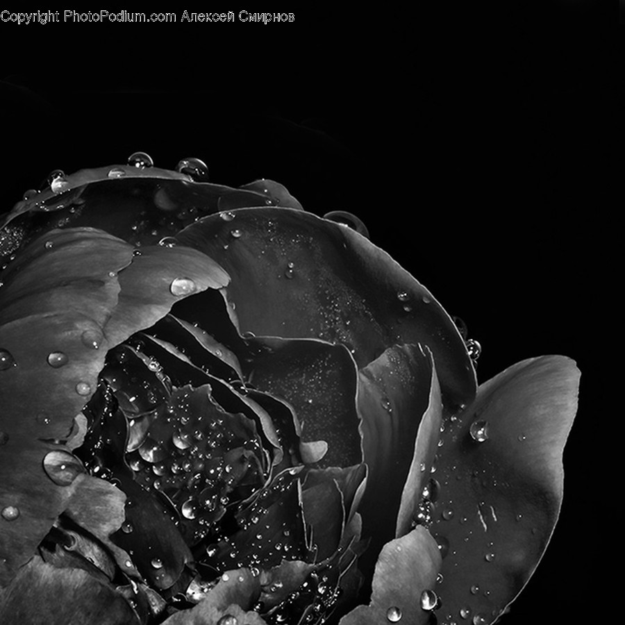 Plant, Rose, Flower, Blossom, Pond Lily
