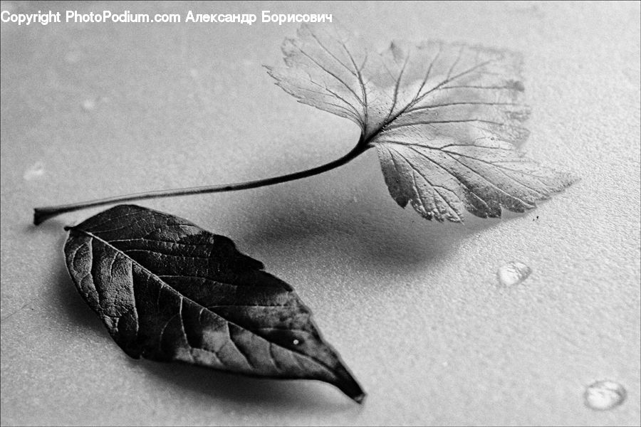 Paper, Plant