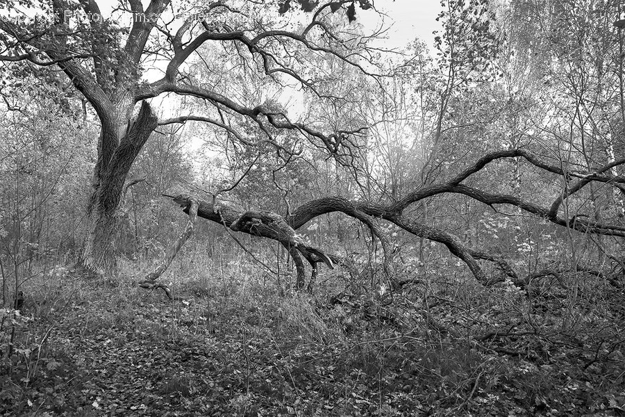 Tree, Plant, Oak, Tree Trunk, Snake