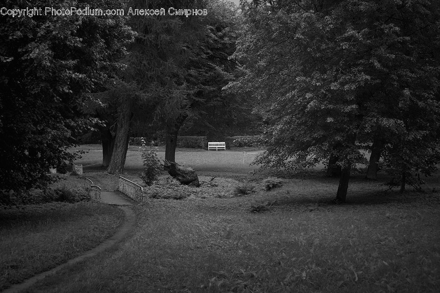 Furniture, Ground, Plant, Tree, Bench