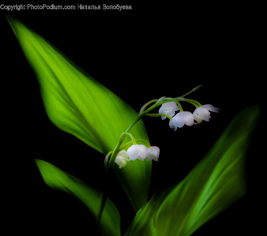 Plant, Flower, Blossom, Acanthaceae, Amaryllidaceae