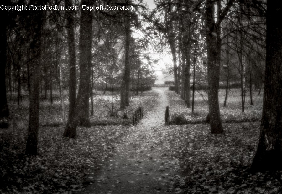 Path, Ground, Trail, Plant, Vegetation