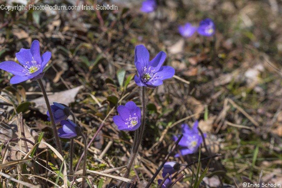 Plant, Blossom, Flower, Geranium, Anemone