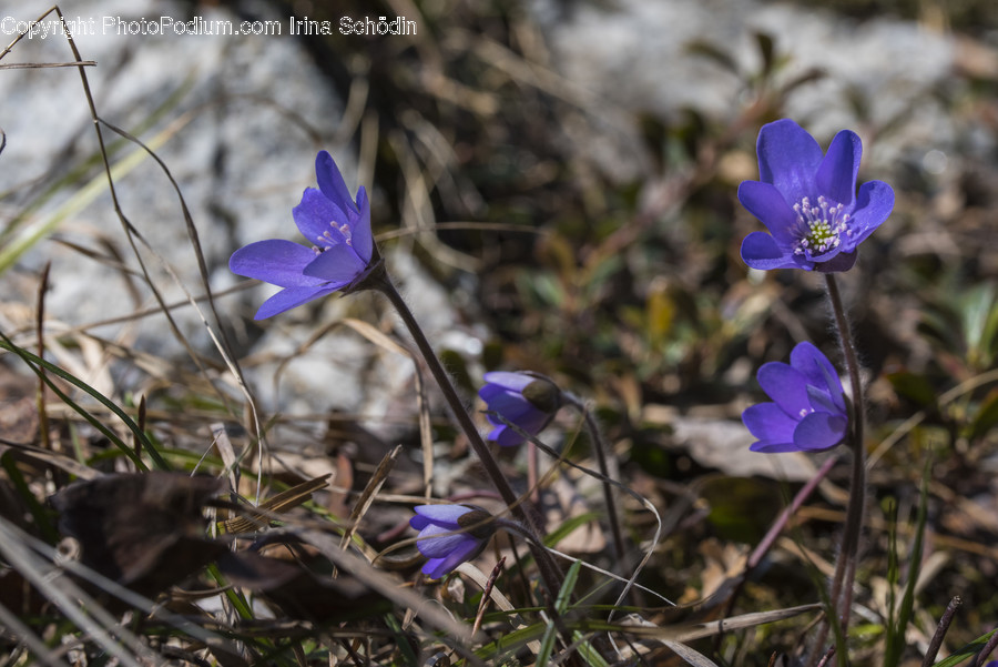Plant, Blossom, Flower, Geranium, Acanthaceae