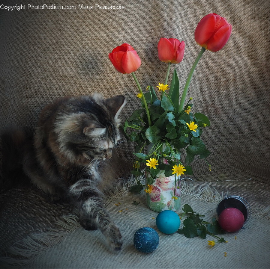 Plant, Sphere, Flower, Blossom, Mammal