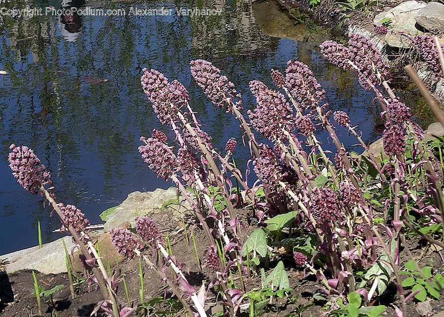 Water, Land, Outdoors, Nature, Plant