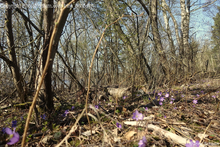 Ground, Plant, Vegetation, Flower, Blossom