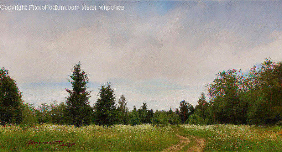 Nature, Outdoors, Grassland, Field, Fir