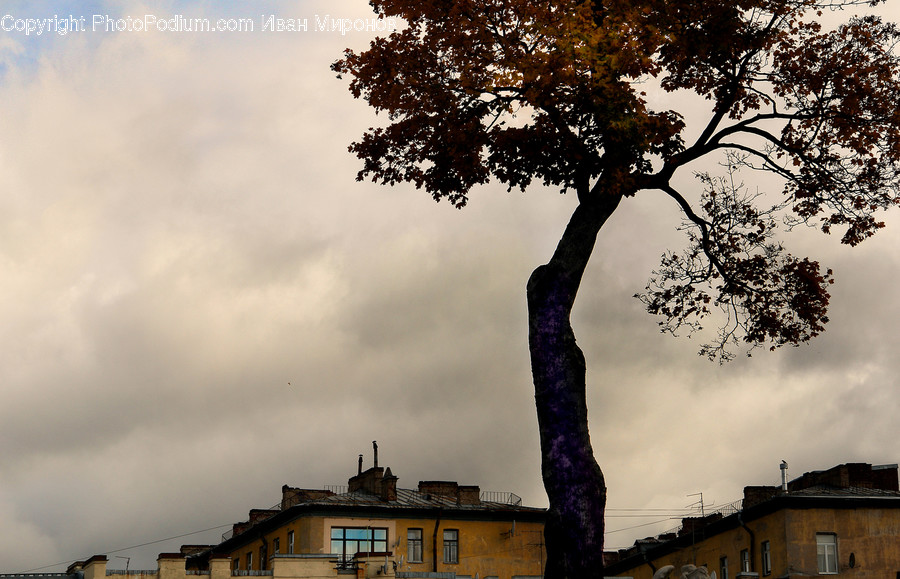 Tree, Plant, Tree Trunk, Nature, Outdoors