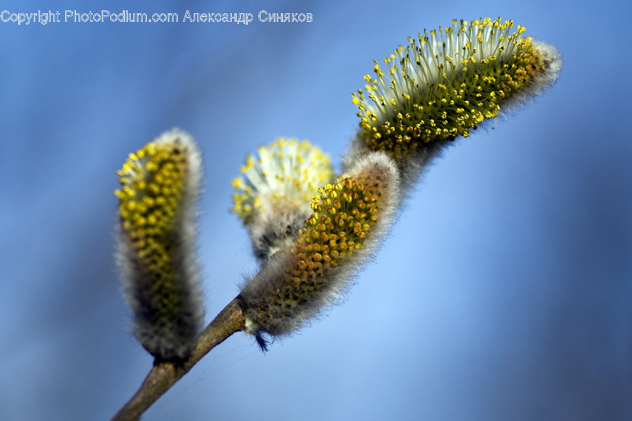 Pollen, Plant, Blossom, Flower, Bud