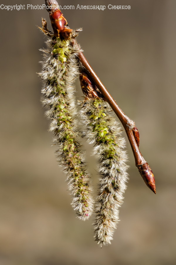 Grass, Plant, Animal, Invertebrate, Insect