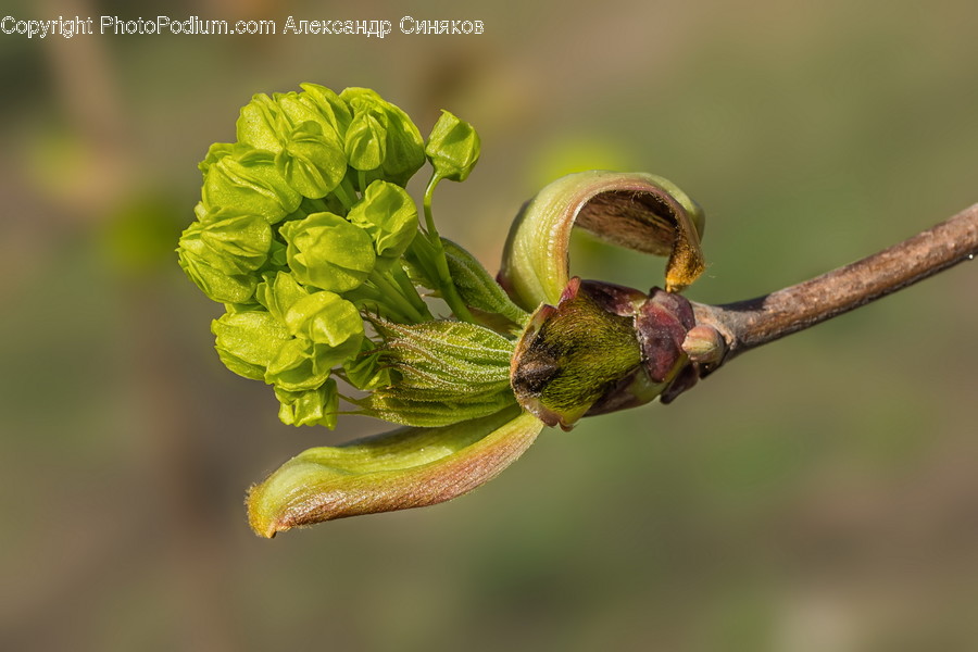 Plant, Bud, Sprout, Blossom, Flower