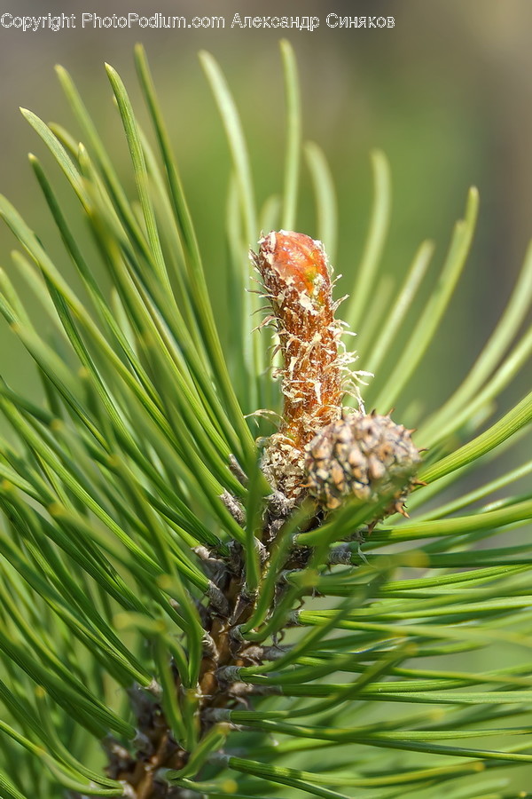 Plant, Tree, Conifer, Fir, Abies