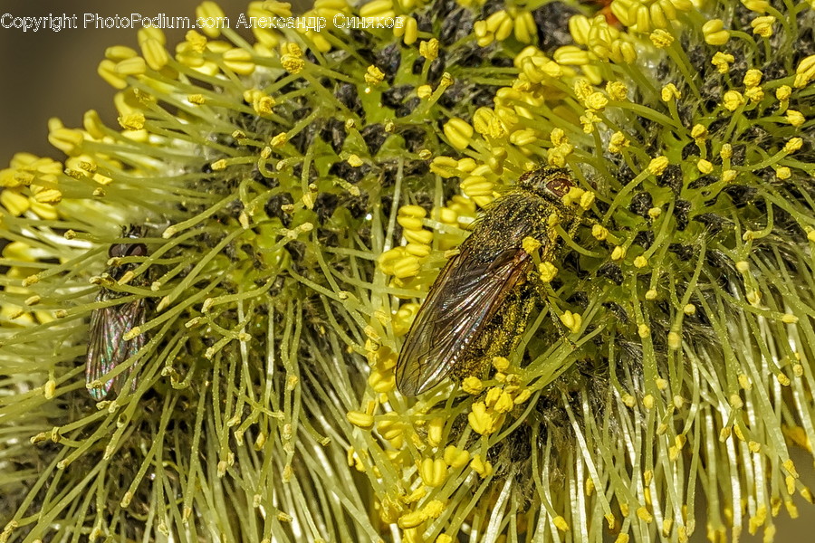 Pollen, Plant, Vegetation, Bush, Bee