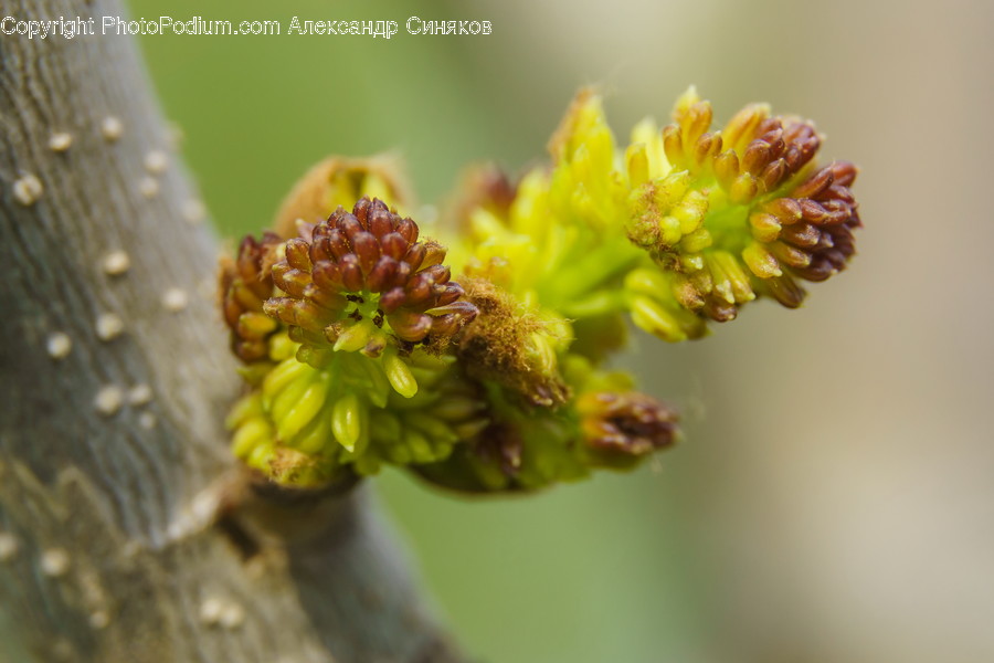 Plant, Pollen, Animal, Invertebrate, Insect