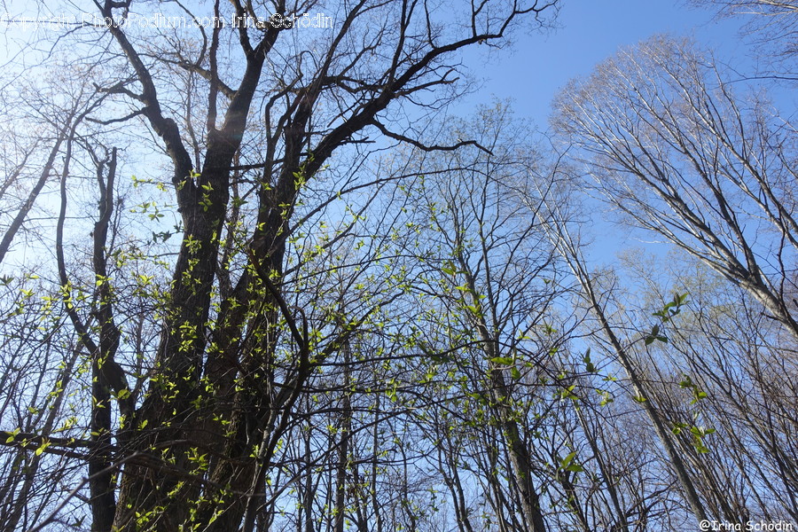 Tree, Plant, Tree Trunk, Light, Flare