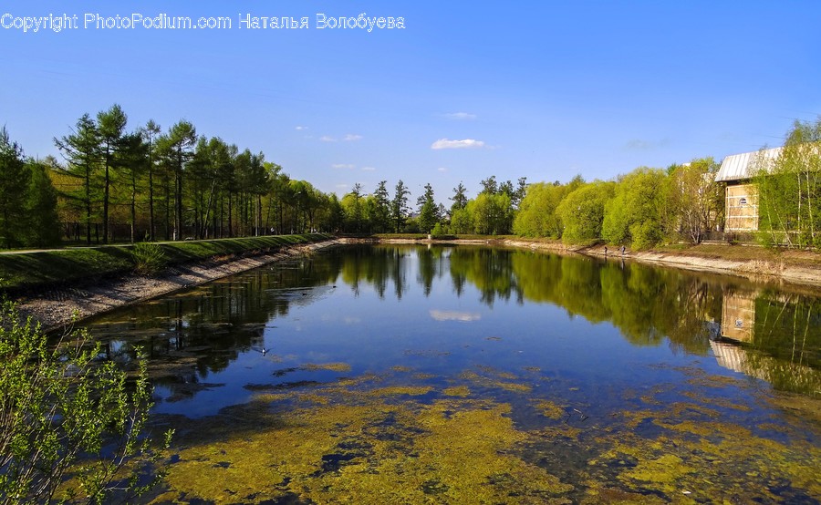 Nature, Water, Outdoors, Land, Tree
