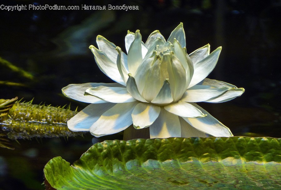 Plant, Blossom, Flower, Lily, Pond Lily
