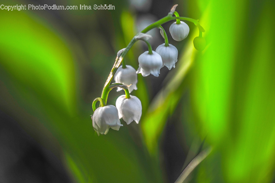 Plant, Blossom, Flower, Food, Blueberry